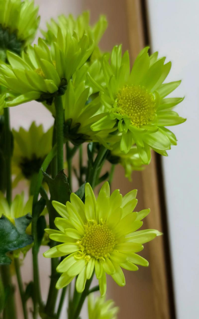 春天新绿色的花有哪些花 春天新绿色的花有哪些花