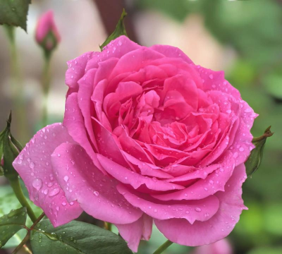 适合雨中养的花有哪些花 适合雨中养的花有哪些花