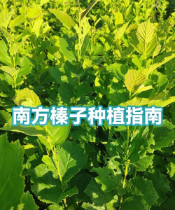 怎么种植榛子枝子 怎么种植榛子枝子