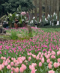 天门冬盆栽养殖方法，轻松上手，四季常绿