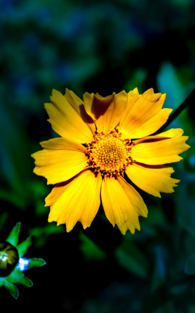 天门冬盆栽养殖方法，轻松上手，四季常绿