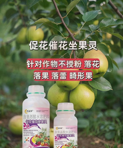 天门冬盆栽养殖方法，轻松上手，四季常绿