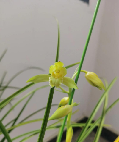 天门冬盆栽养殖方法，轻松上手，四季常绿