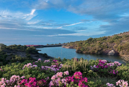 天门冬盆栽养殖方法，轻松上手，四季常绿