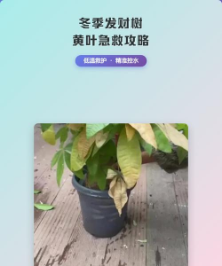 天门冬盆栽养殖方法，轻松上手，四季常绿