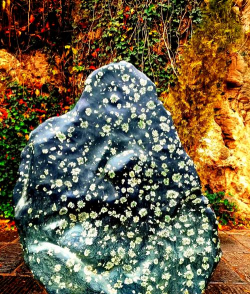 天门冬盆栽养殖方法，轻松上手，四季常绿