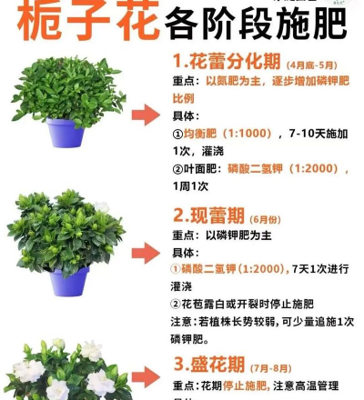 天门冬盆栽养殖方法，轻松上手，四季常绿