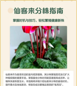 天门冬盆栽养殖方法，轻松上手，四季常绿