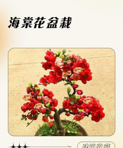 天门冬盆栽养殖方法，轻松上手，四季常绿