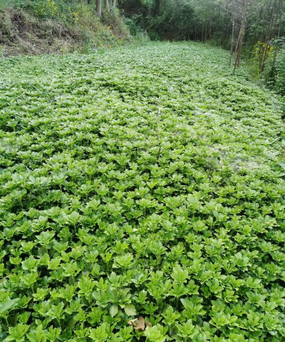 养花溪大厦，居住体验如何，周边配套怎样