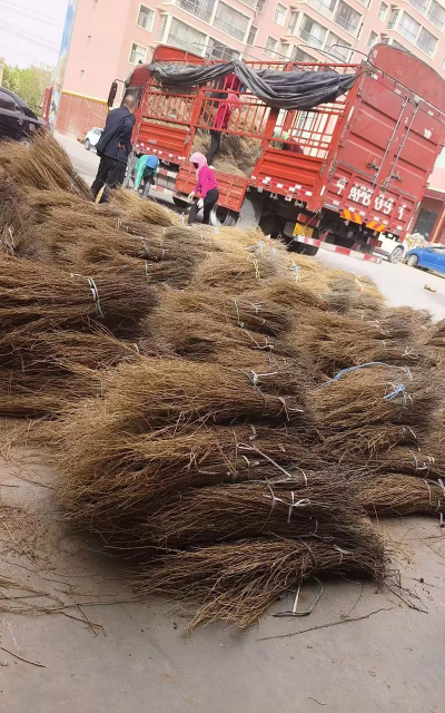 天门冬盆栽养殖方法，轻松上手，四季常绿