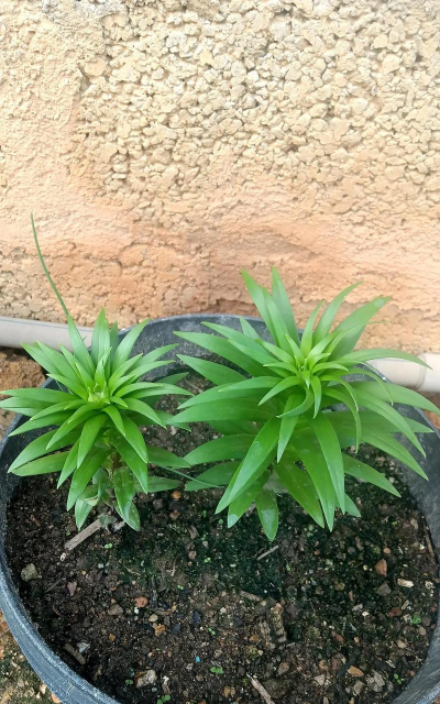 小众送妈妈的花有哪些花