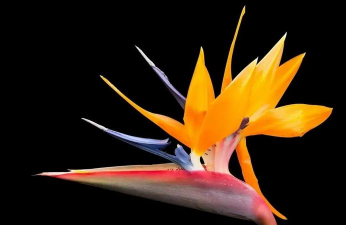 天门冬盆栽养殖方法，轻松上手，四季常绿