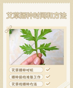 天门冬盆栽养殖方法，轻松上手，四季常绿