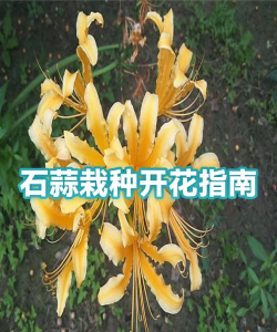 生态土鸡养殖技术，掌握关键要点，提升养殖效益