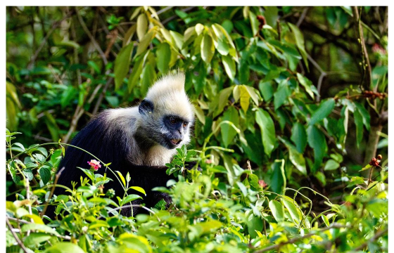 生态土鸡养殖技术，掌握关键要点，提升养殖效益