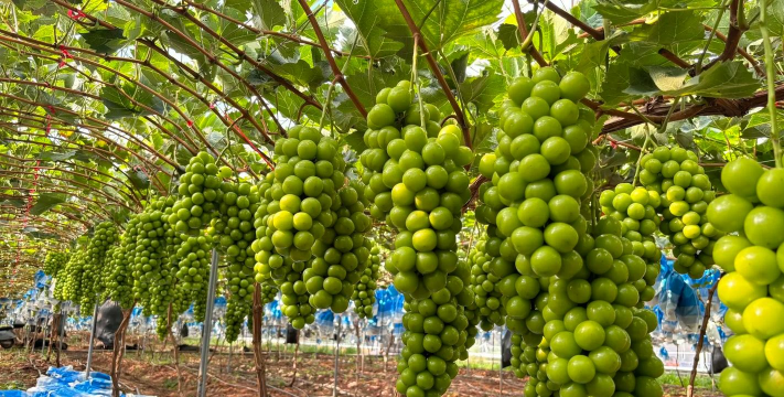 小众送妈妈的花有哪些花