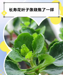 昆明花卉批发，货源渠道多，价格优势大