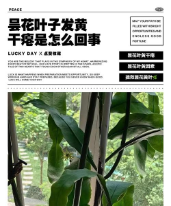 昆明花卉批发，货源渠道多，价格优势大