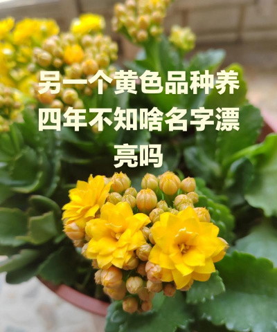 昆明花卉批发，货源渠道多，价格优势大