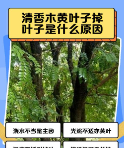 昆明花卉批发，货源渠道多，价格优势大