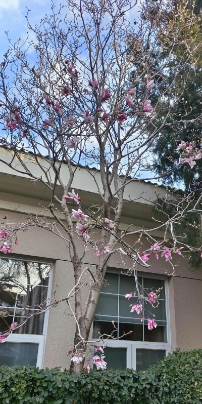 昆明花卉批发，货源渠道多，价格优势大