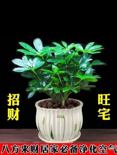 昆明花卉批发，货源渠道多，价格优势大