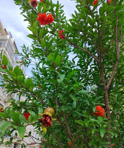 昆明花卉批发，货源渠道多，价格优势大