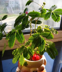 昆明花卉批发，货源渠道多，价格优势大