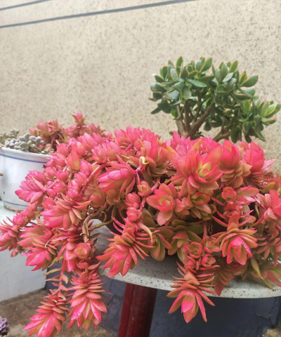 昆明花卉批发，货源渠道多，价格优势大