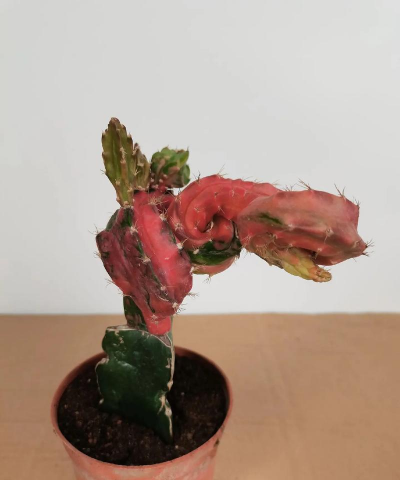 昆明花卉批发，货源渠道多，价格优势大