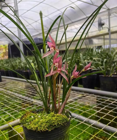 用水养花，简单易学，新手也能轻松上手