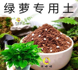 用水养花，简单易学，新手也能轻松上手