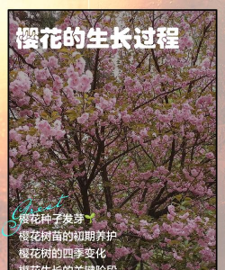 用水养花，简单易学，新手也能轻松上手