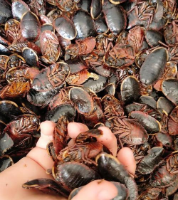 小众送妈妈的花有哪些花