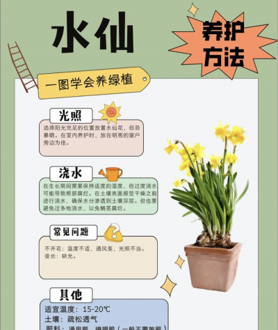 用水养花，简单易学，新手也能轻松上手