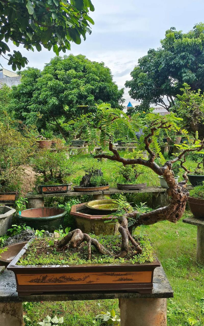 用水养花，简单易学，新手也能轻松上手