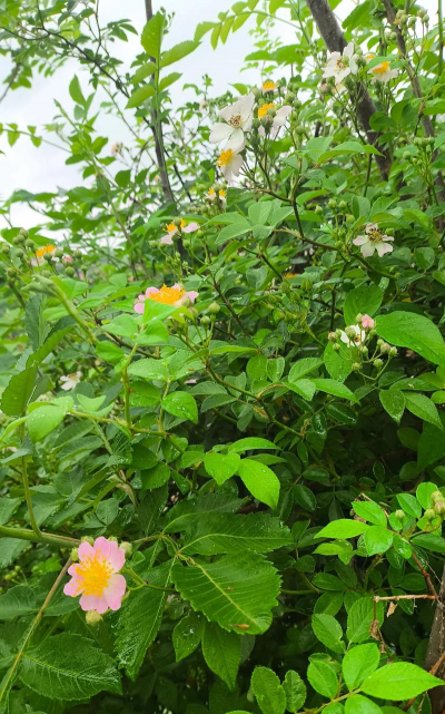 用水养花，简单易学，新手也能轻松上手