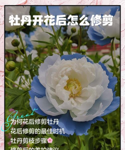 用水养花，简单易学，新手也能轻松上手