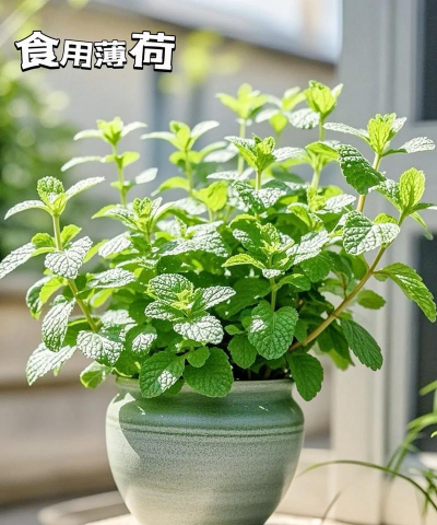 用水养花，简单易学，新手也能轻松上手