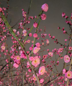 用水养花，简单易学，新手也能轻松上手