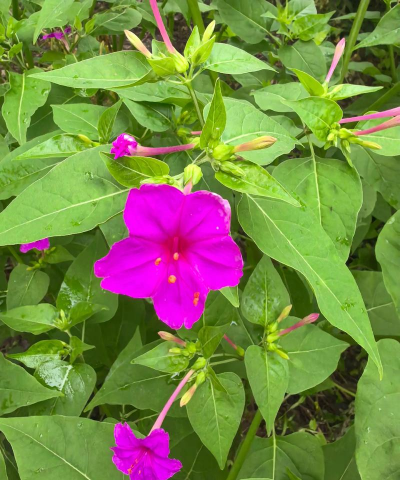 用水养花，简单易学，新手也能轻松上手