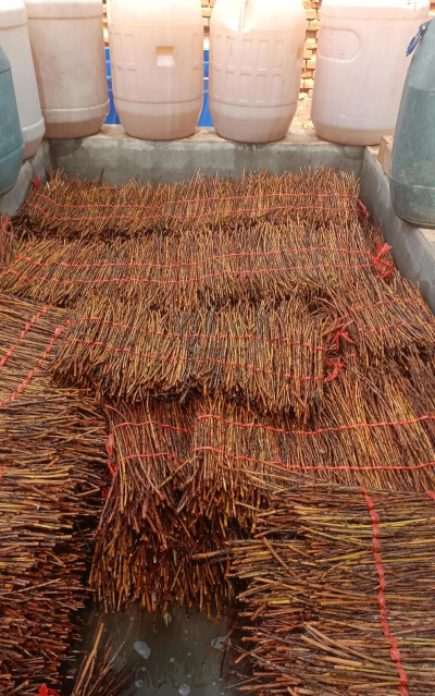 用水养花，简单易学，新手也能轻松上手