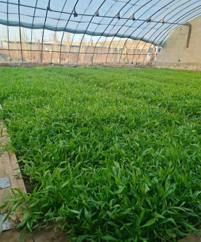 用水养花，简单易学，新手也能轻松上手