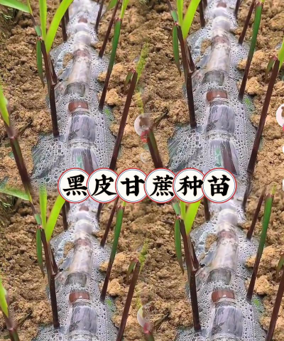 广西怡养花园大酒店，住宿体验分享，真实感受告诉你