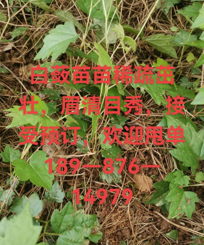 广西怡养花园大酒店，住宿体验分享，真实感受告诉你