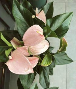 西安养殖场，选址要点，运营关键