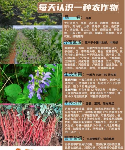 养花，新手入门指南，轻松掌握技巧