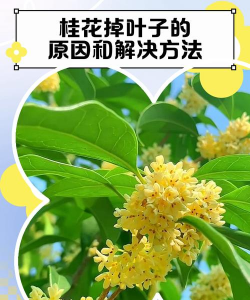 养花，新手入门指南，轻松掌握技巧