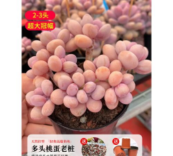 养花，新手入门指南，轻松掌握技巧